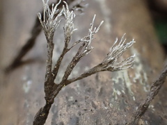 Xylaria bambusicola