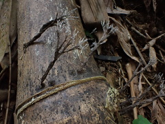 Xylaria bambusicola