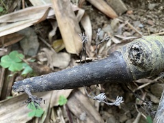 Xylaria bambusicola