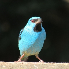 Dacnis cayana
