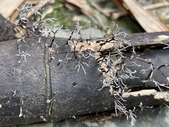 Xylaria bambusicola