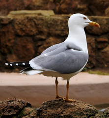 Larus michahellis