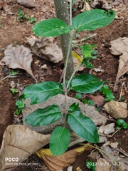 Vincetoxicum indicum