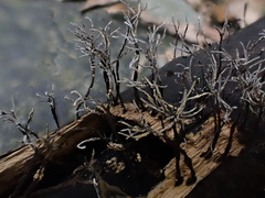 Xylaria bambusicola