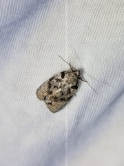 Etanna clopaea