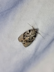 Etanna clopaea