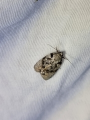 Etanna clopaea