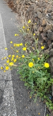 Sonchus bourgeaui