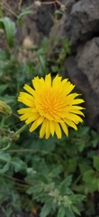 Sonchus bourgeaui