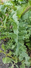 Sonchus bourgeaui