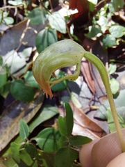 Pterostylis hispidula