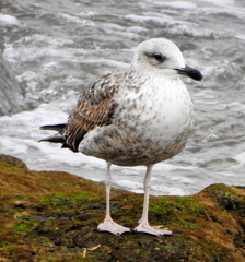 Larus michahellis