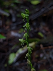 Peristylus aristatus