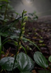 Peristylus aristatus