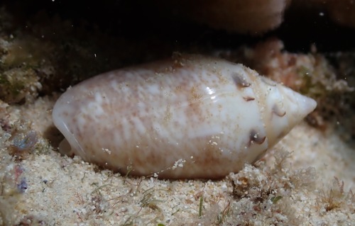 Oliva paxillus observed 2022-03-19