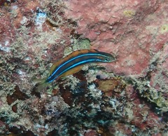 Plagiotremus ewaensis