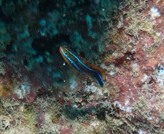 Plagiotremus ewaensis