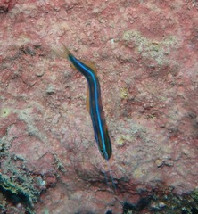 Plagiotremus ewaensis