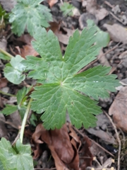 Geranium phaeum
