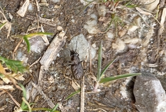 Blethisa multipunctata