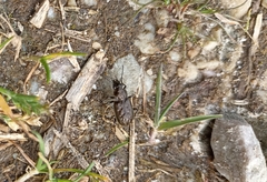 Blethisa multipunctata