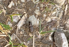 Blethisa multipunctata