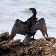 Phalacrocorax carbo