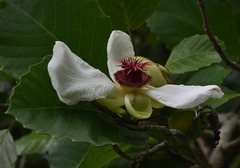 Dillenia philippinensis