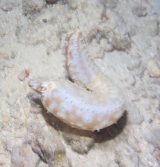 Holothuria hilla