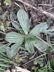 Plantago media