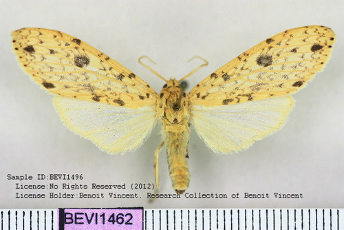 Lophocampa atrimaculata