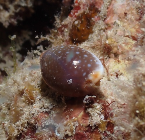 Cypraea semiplota observed 2022-03-19