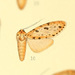 Lophocampa atrimaculata - Photo (c) Andreas Manz, algunos derechos reservados (CC BY-NC), subido por Andreas Manz