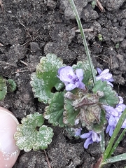 Glechoma hederacea