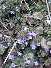 Glechoma hederacea