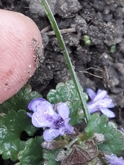 Glechoma hederacea