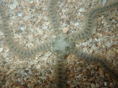 Ophiotrichidae
