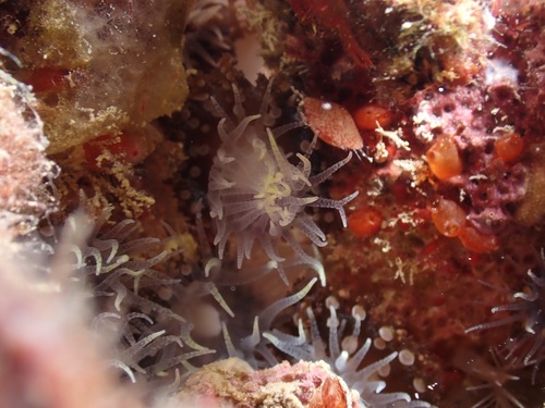 Triactis producta observed 2022-03-19