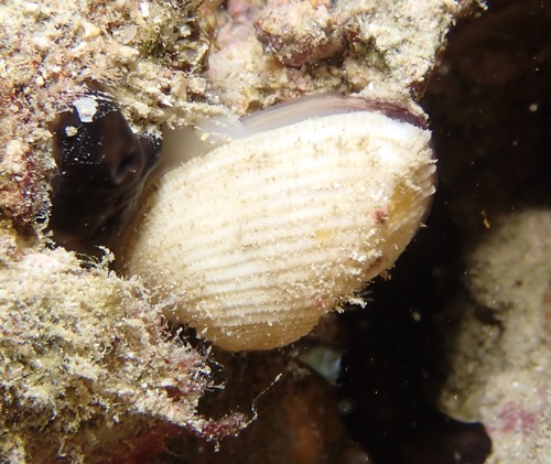 Barbatia divaricata observed 2022-03-19