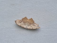 Epicompsa xanthocrossa