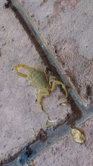 Centruroides sculpturatus