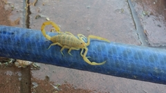 Centruroides sculpturatus