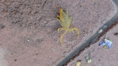 Centruroides sculpturatus