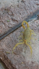 Centruroides sculpturatus
