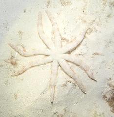 Luidia magnifica