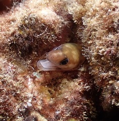 Gymnothorax gracilicauda