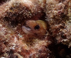 Gymnothorax gracilicauda