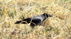 Corvus cornix cornix