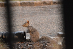 Sciurus carolinensis