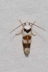 Plectophila pyrgodes